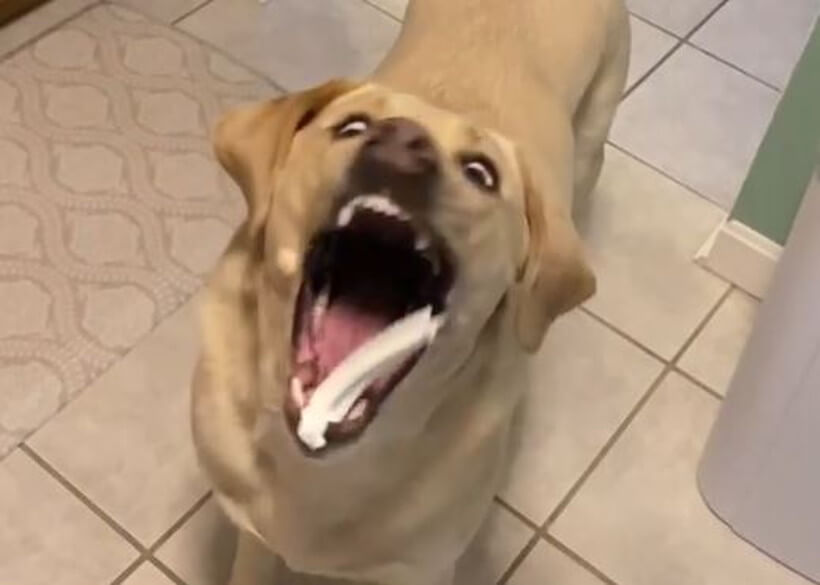 ラブラドールレトリーバー,動画