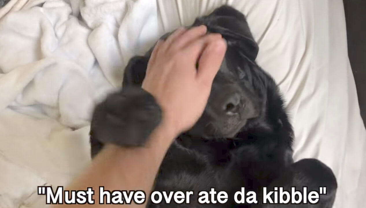 ラブラドールレトリーバー,動画