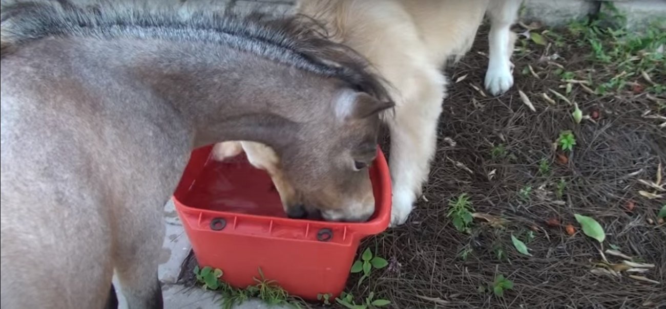 ゴールデンレトリーバー,動画