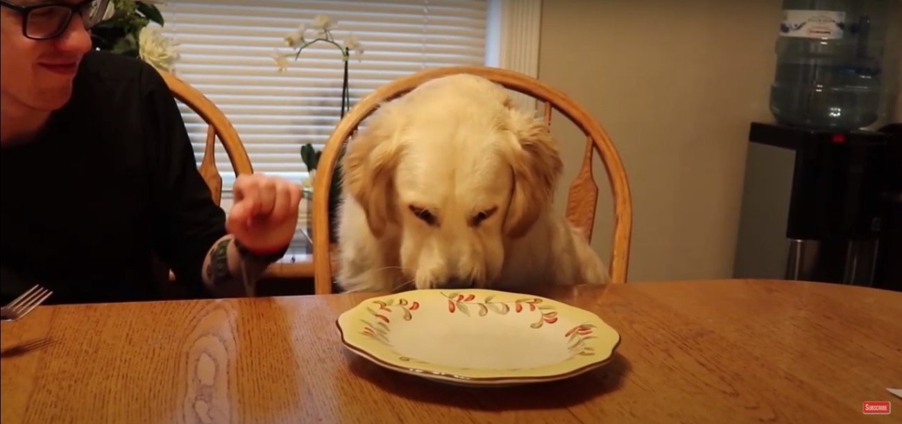 ゴールデンレトリーバー,動画