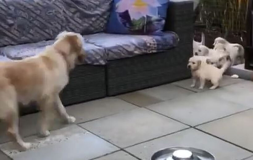 ゴールデンレトリーバー,動画