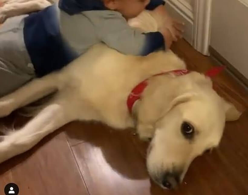 ゴールデンレトリーバー,動画