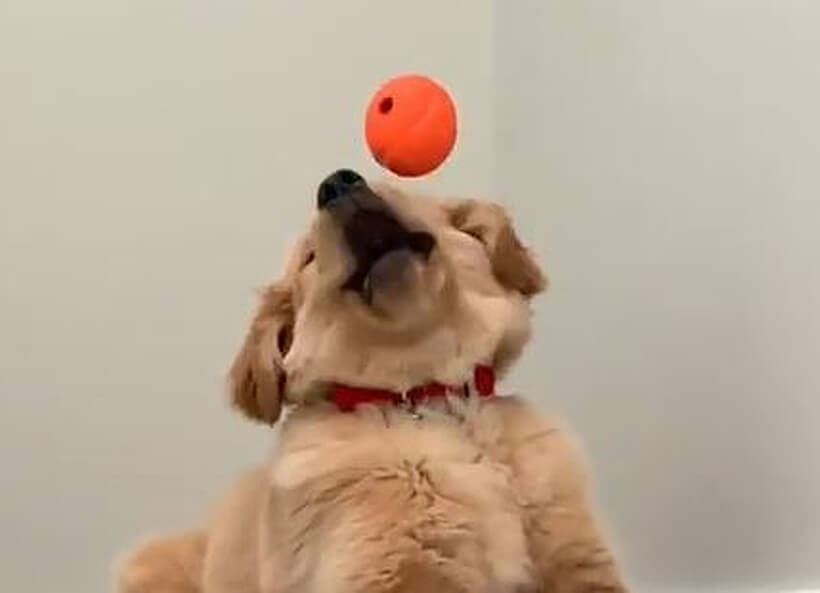 ゴールデンレトリーバー,動画