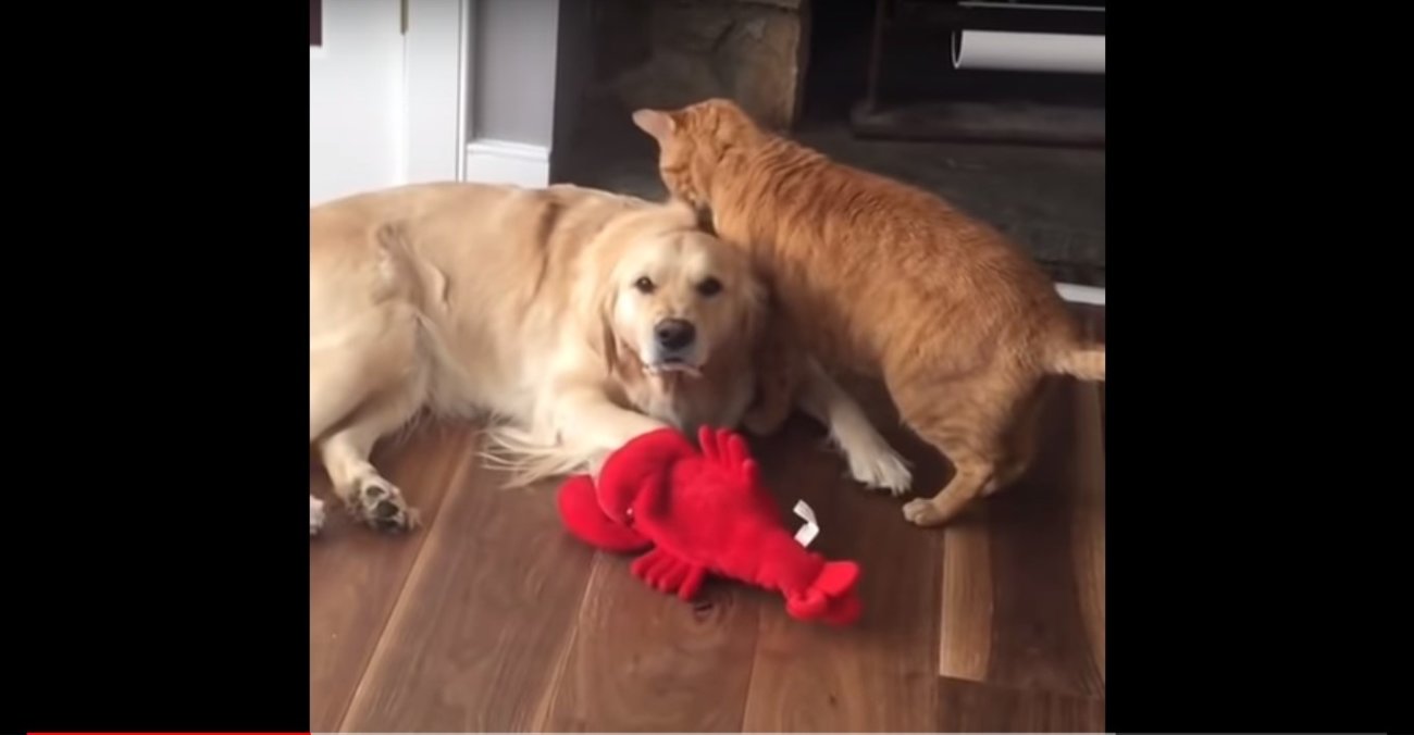 ゴールデンレトリーバー,動画