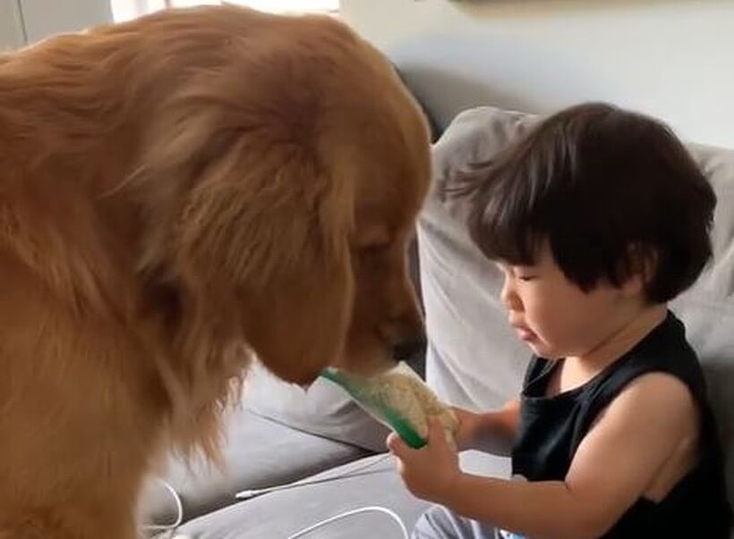 ゴールデンレトリーバー,動画