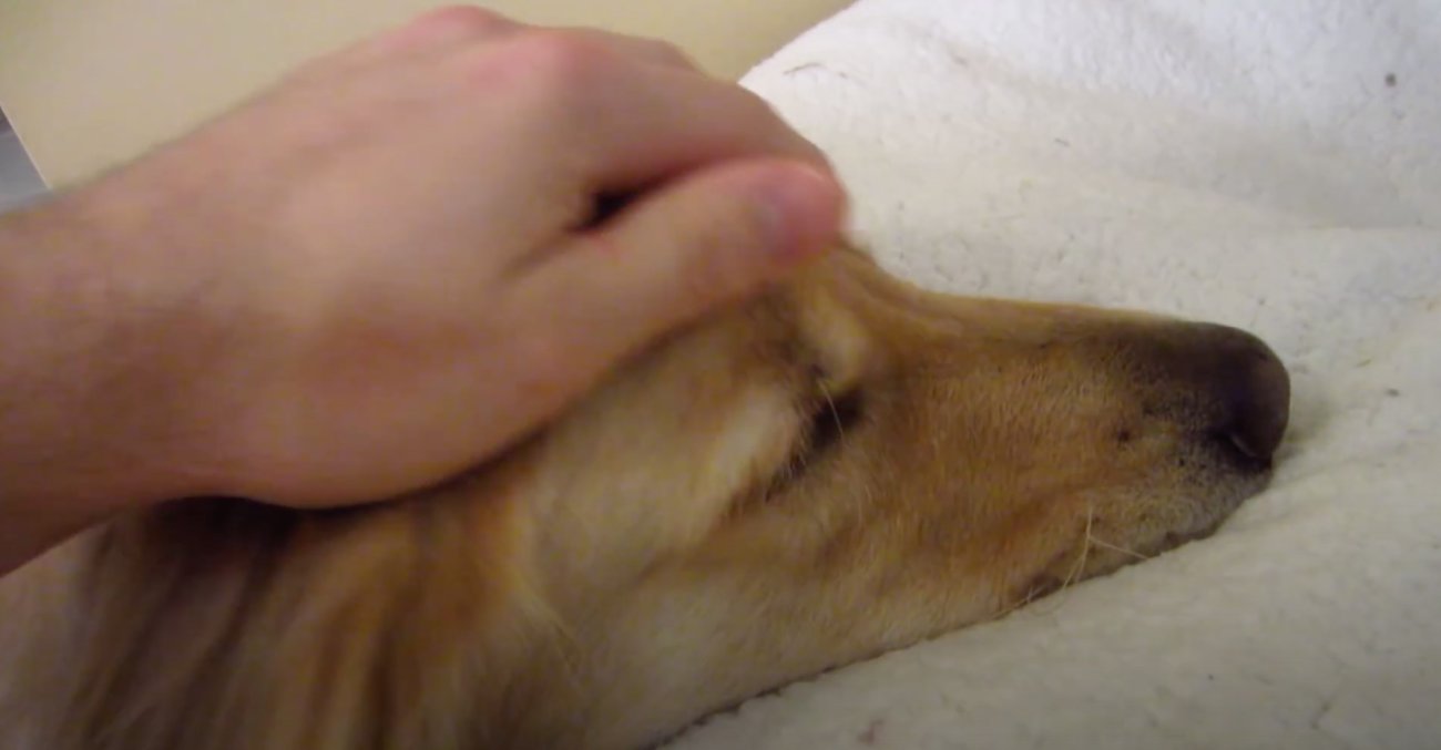 ゴールデンレトリーバー,動画