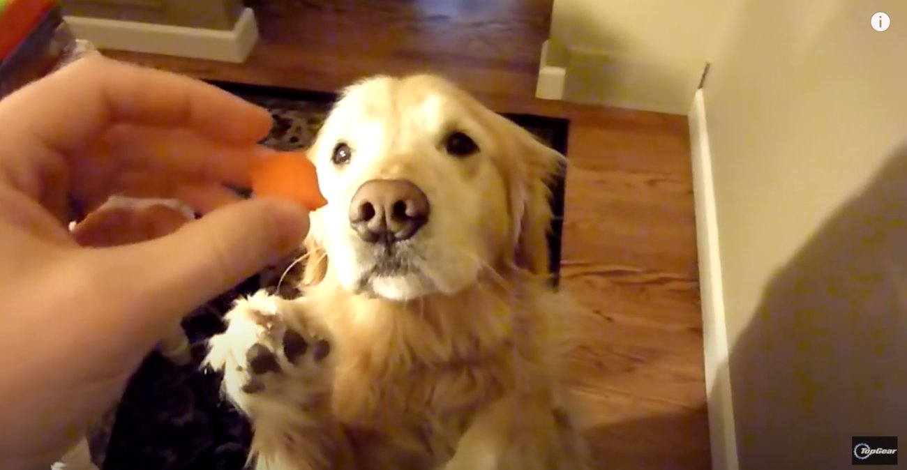 ゴールデンレトリーバー,動画