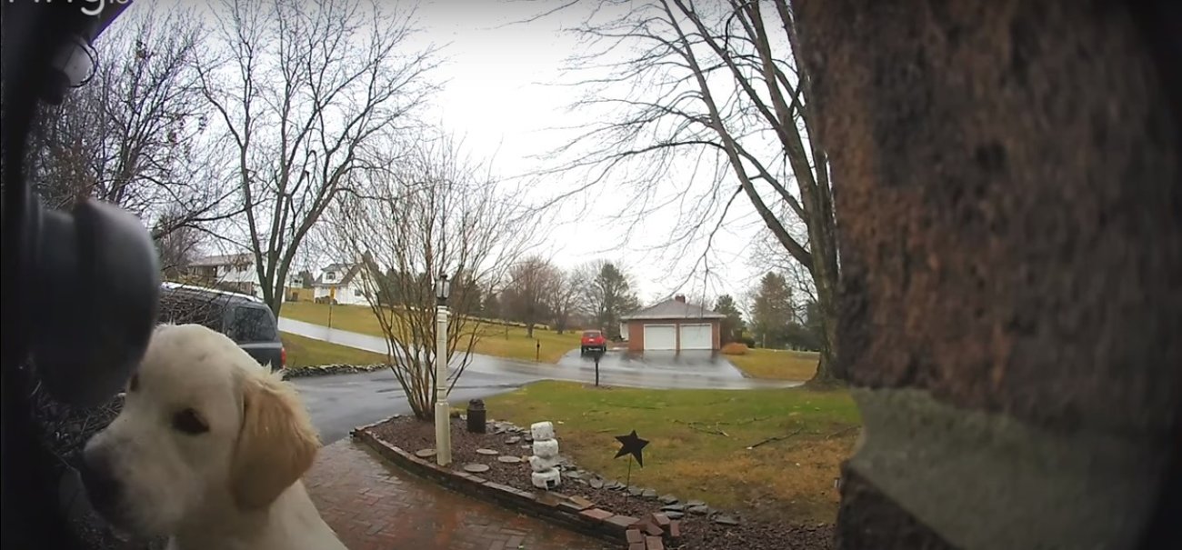 ゴールデンレトリーバー,動画