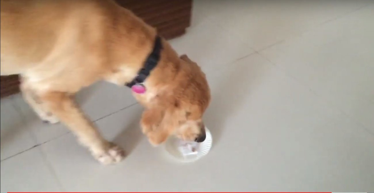 ゴールデンレトリーバー,動画