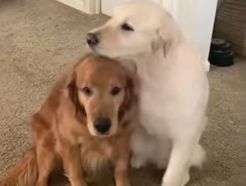 ゴールデンレトリーバー,動画