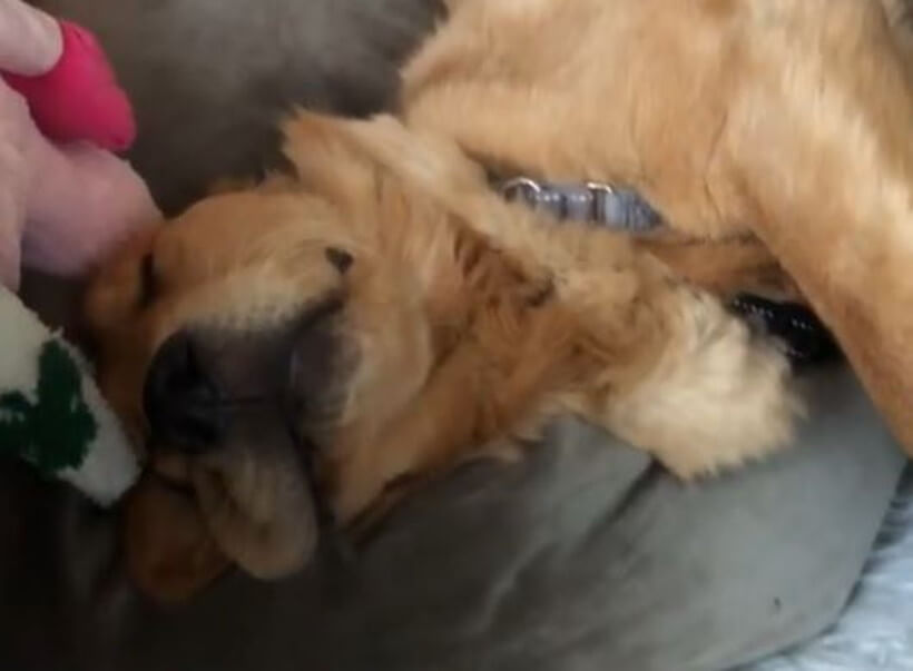 ゴールデンレトリーバー,動画