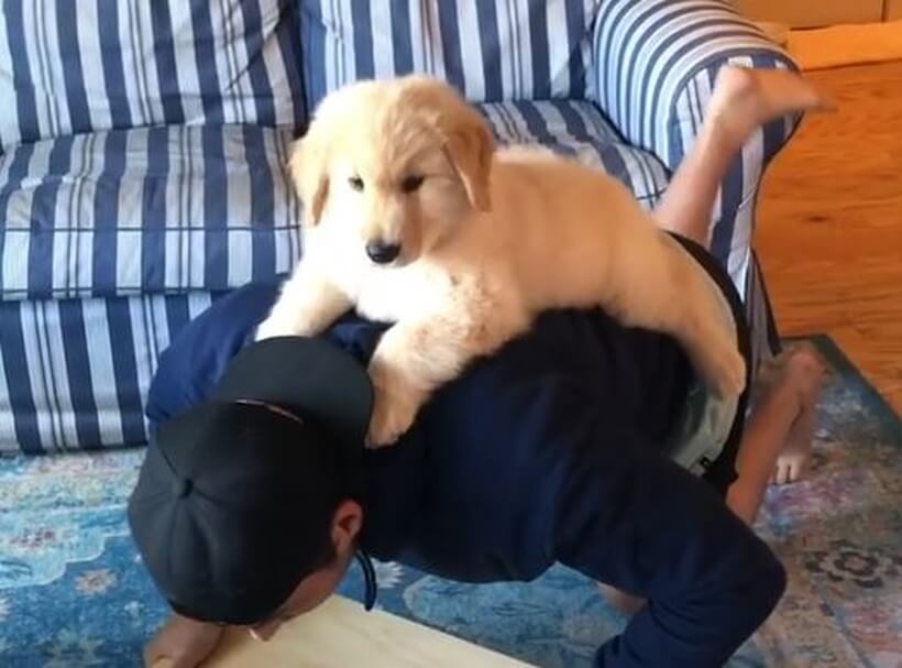 ゴールデンレトリーバー,動画