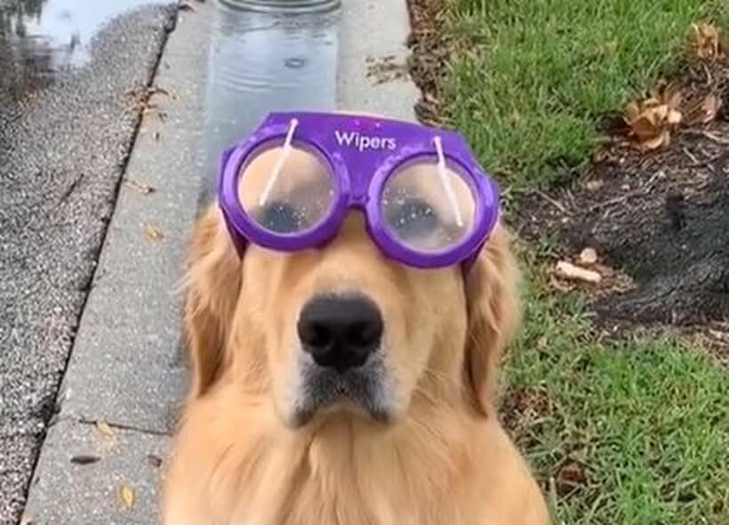 ゴールデンレトリーバー,動画