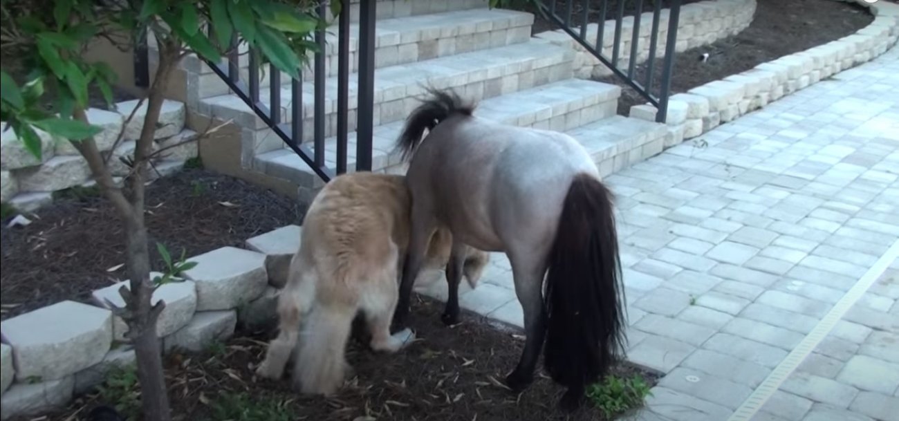 ゴールデンレトリーバー,動画