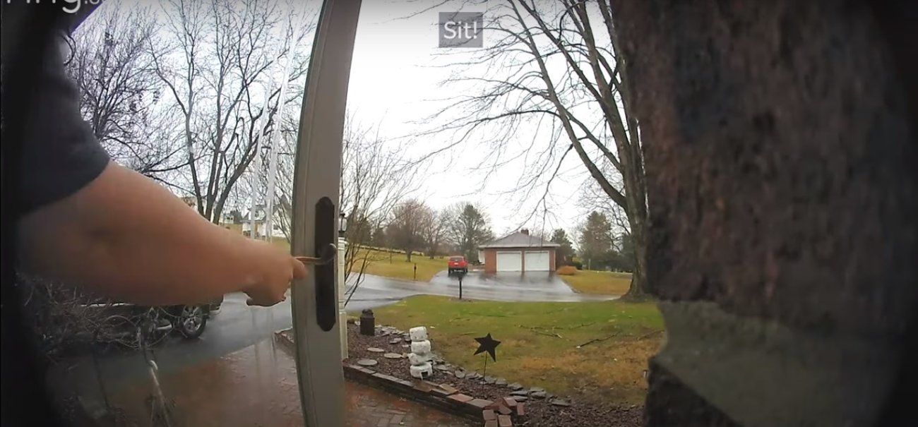 ゴールデンレトリーバー,動画