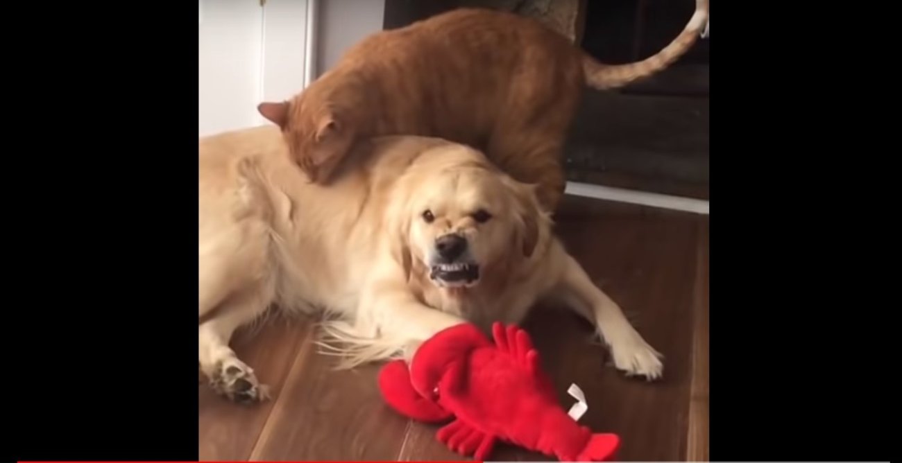 ゴールデンレトリーバー,動画