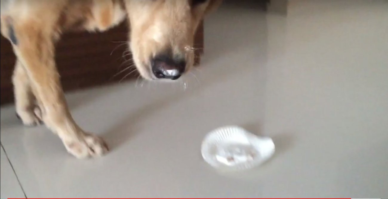 ゴールデンレトリーバー,動画