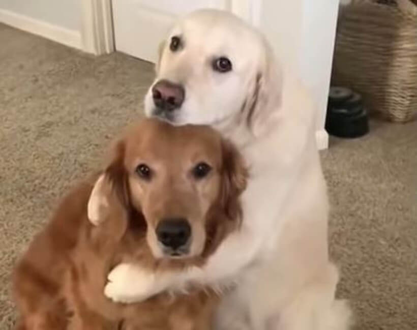 ゴールデンレトリーバー,動画