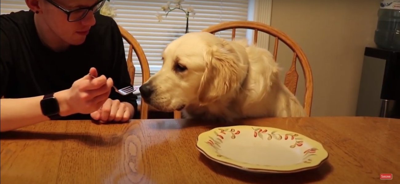 ゴールデンレトリーバー,動画