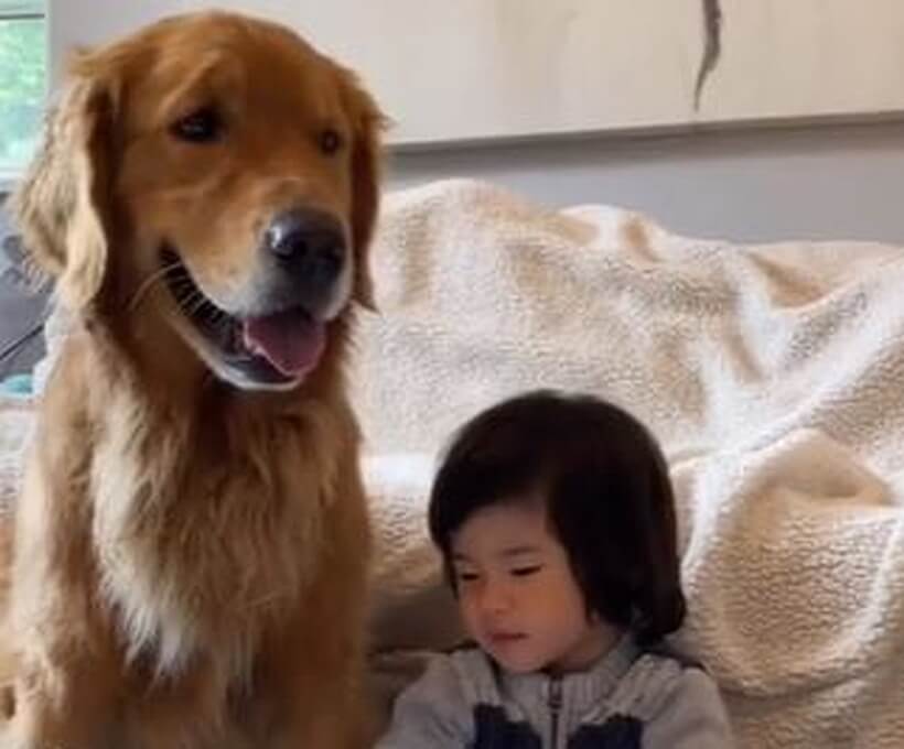 ゴールデンレトリーバー,動画