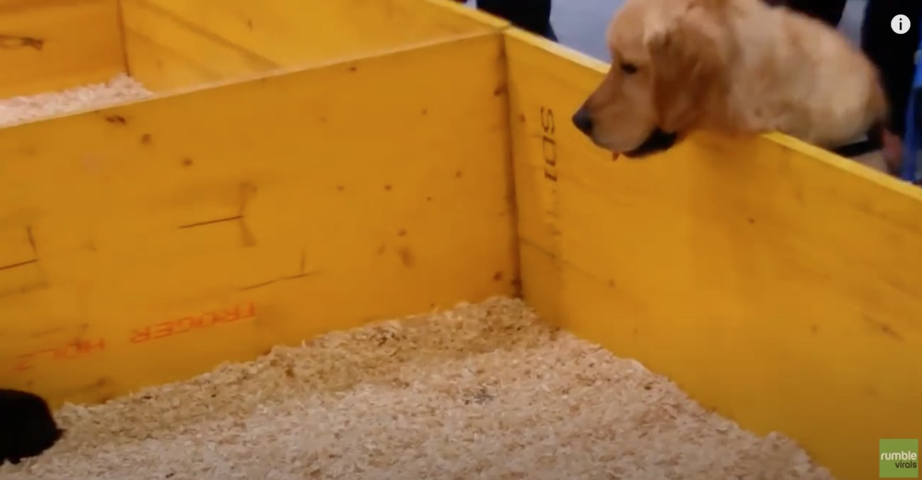 ゴールデンレトリーバー,動画