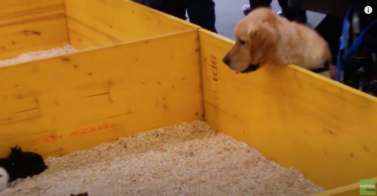 ゴールデンレトリーバー,動画