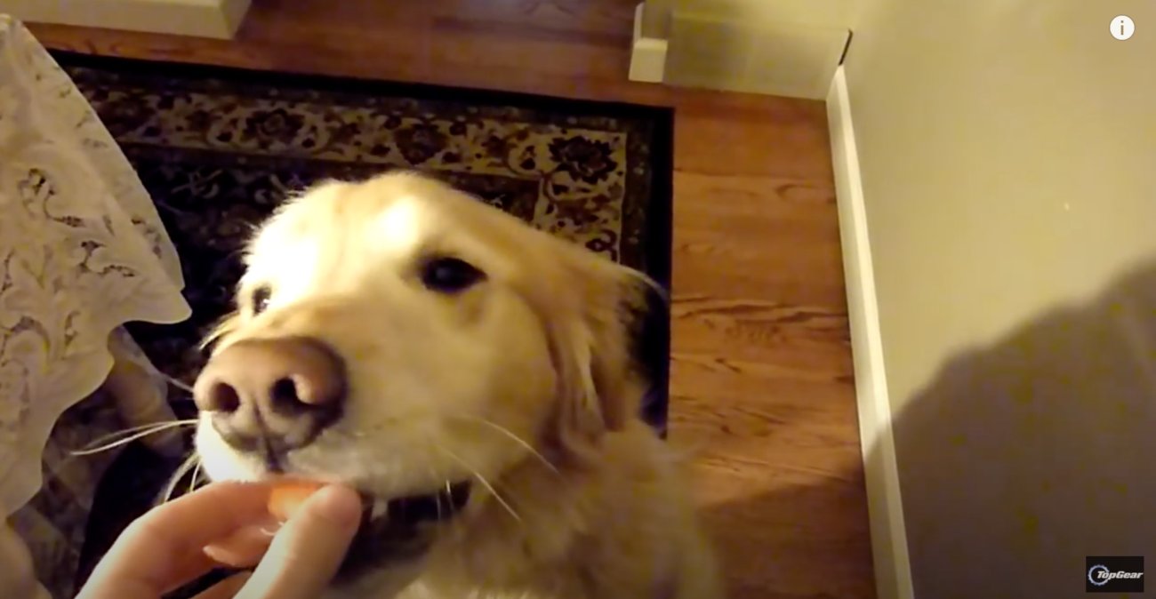 ゴールデンレトリーバー,動画