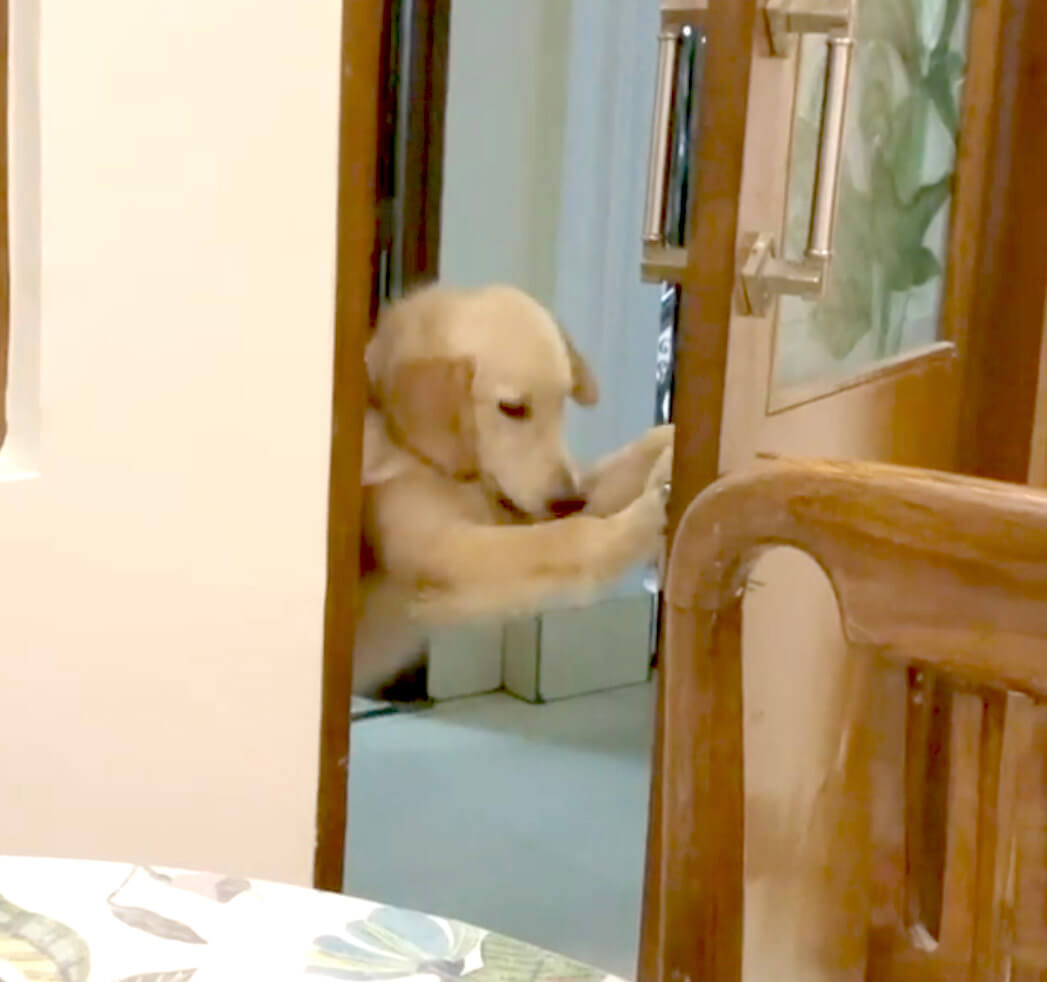 ゴールデンレトリーバー,動画