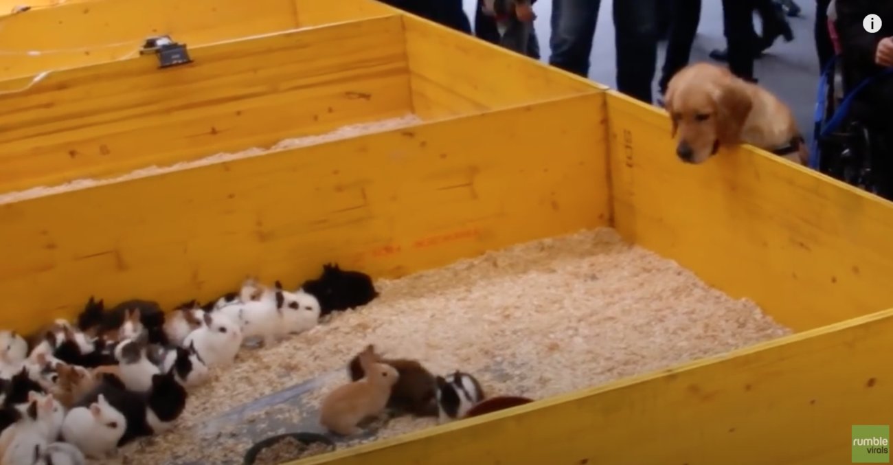 ゴールデンレトリーバー,動画