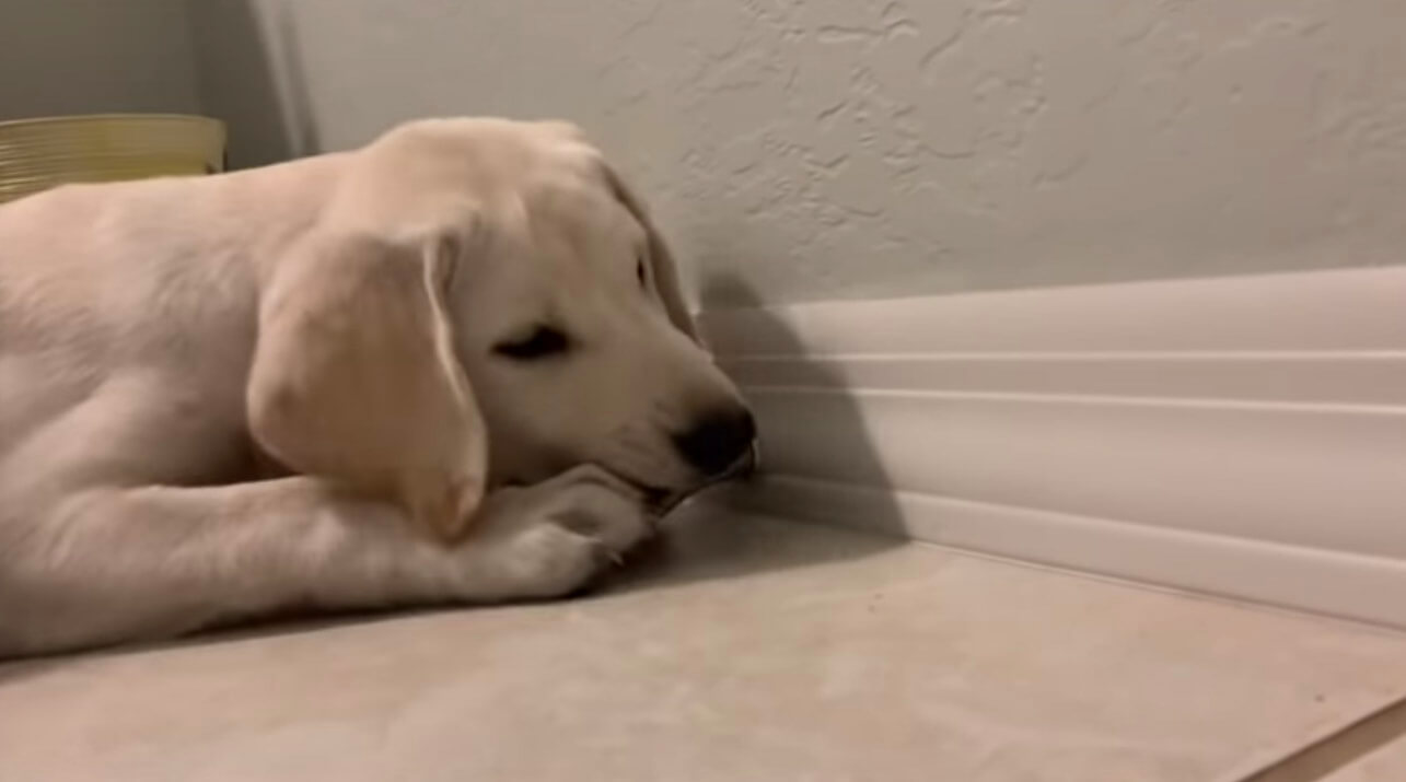 ラブラドールレトリーバー,動画