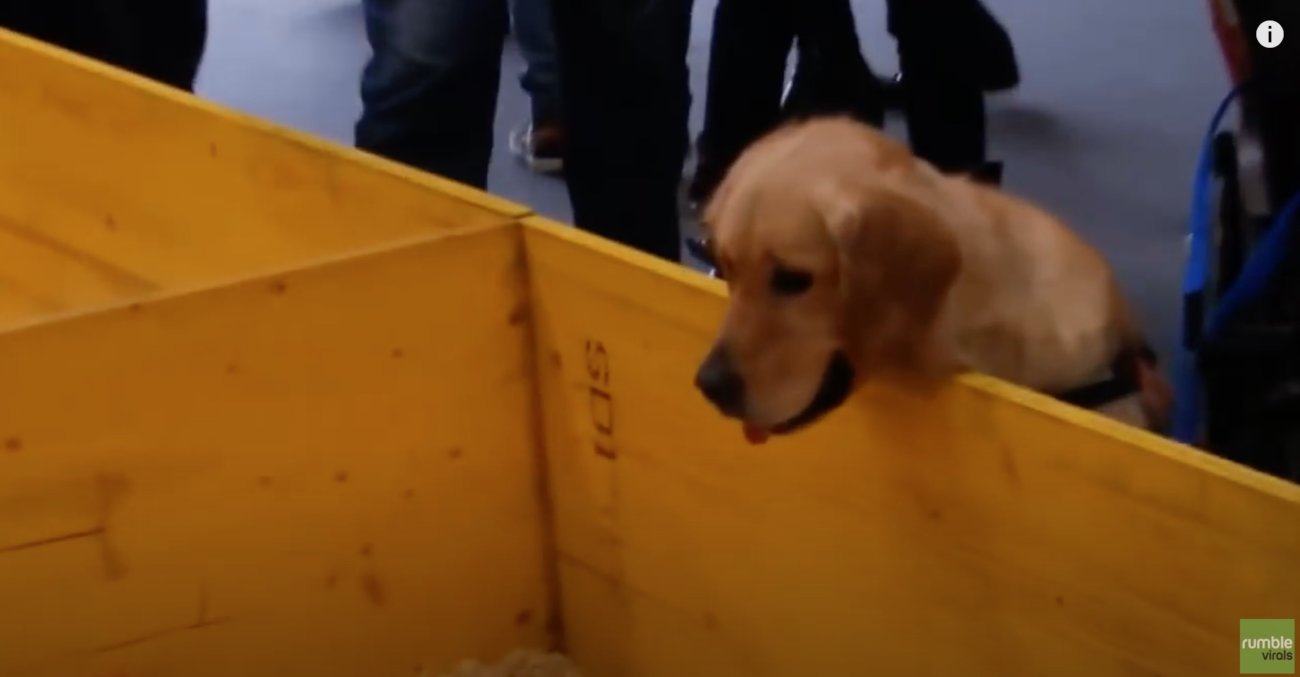 ゴールデンレトリーバー,動画