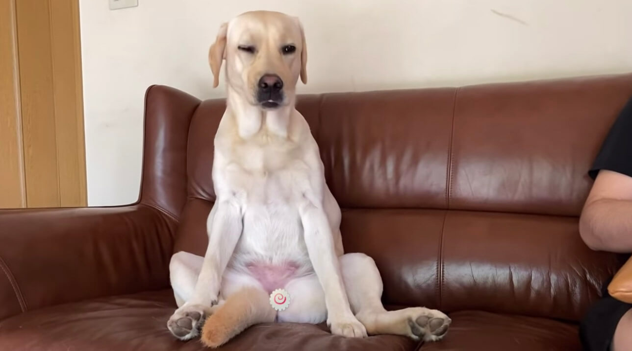 ラブラドールレトリーバー,動画