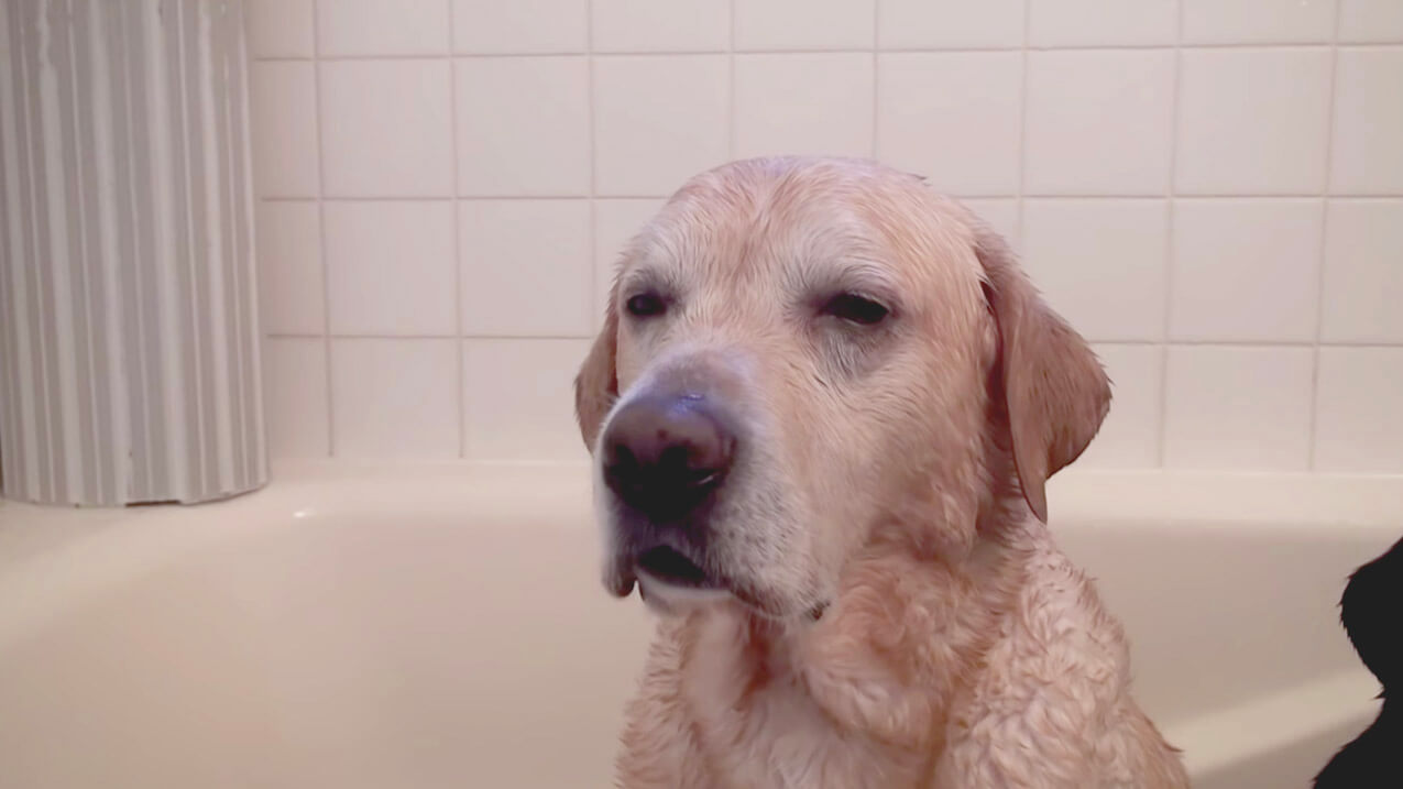 ラブラドールレトリーバー,動画