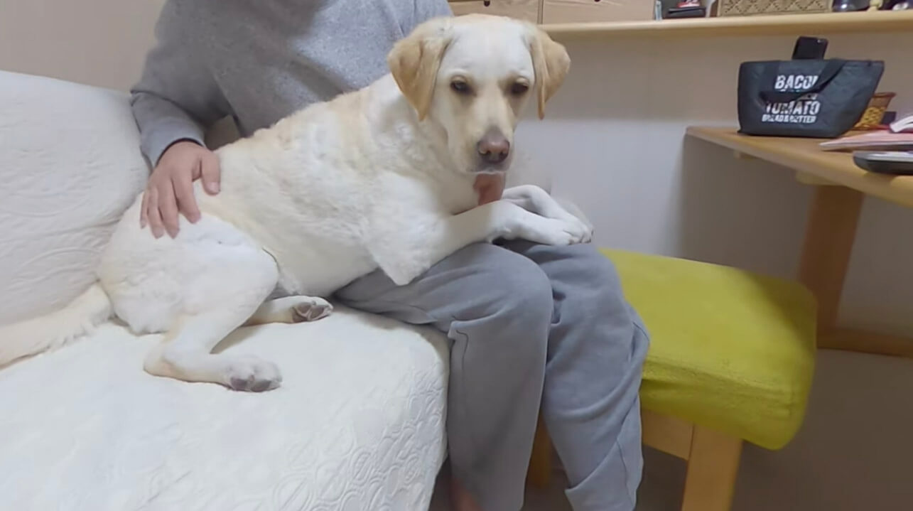 ラブラドールレトリーバー,動画