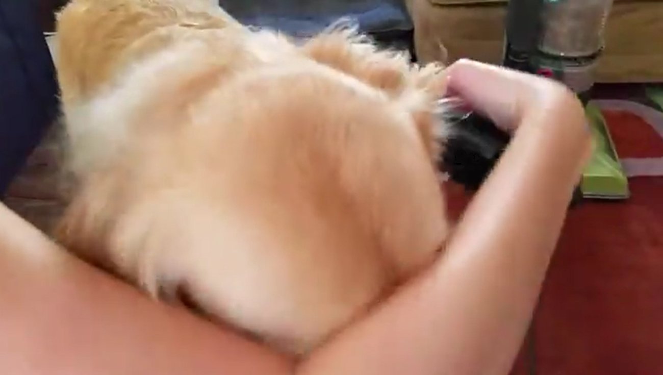 ゴールデンレトリーバー,動画