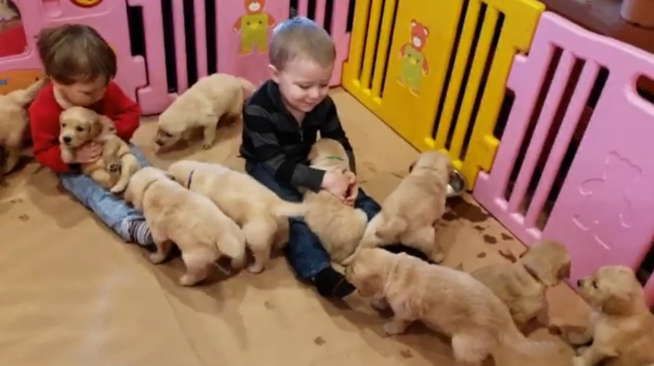 ゴールデンレトリーバー,動画