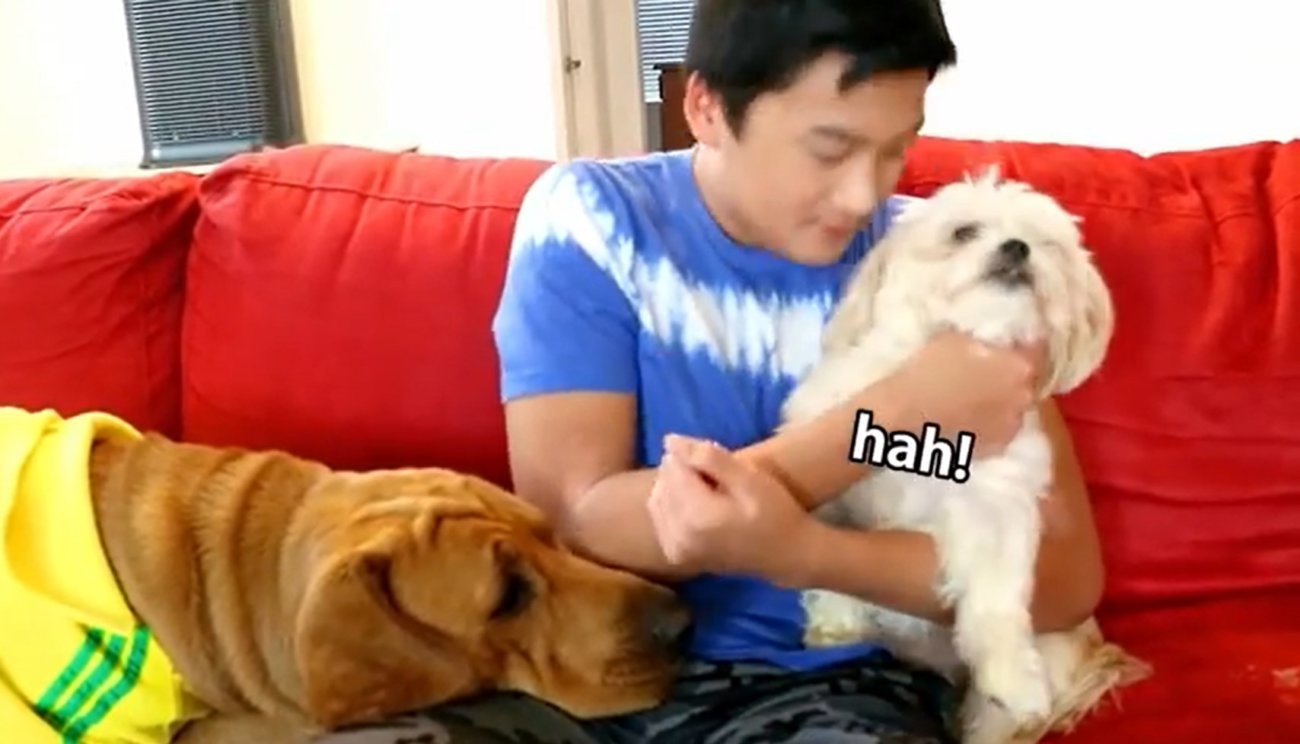 ラブラドールレトリーバー,動画