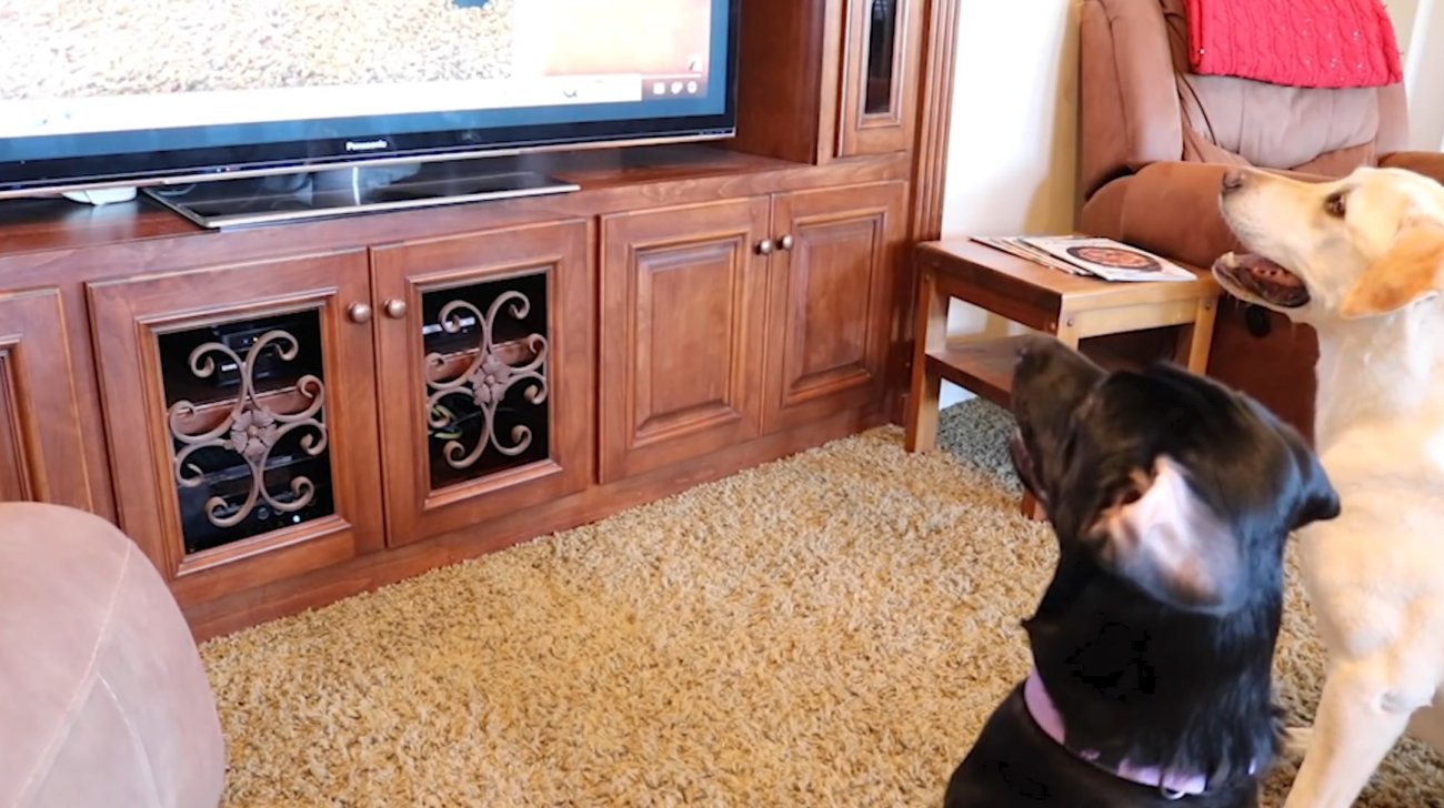 ラブラドールレトリーバー,動画