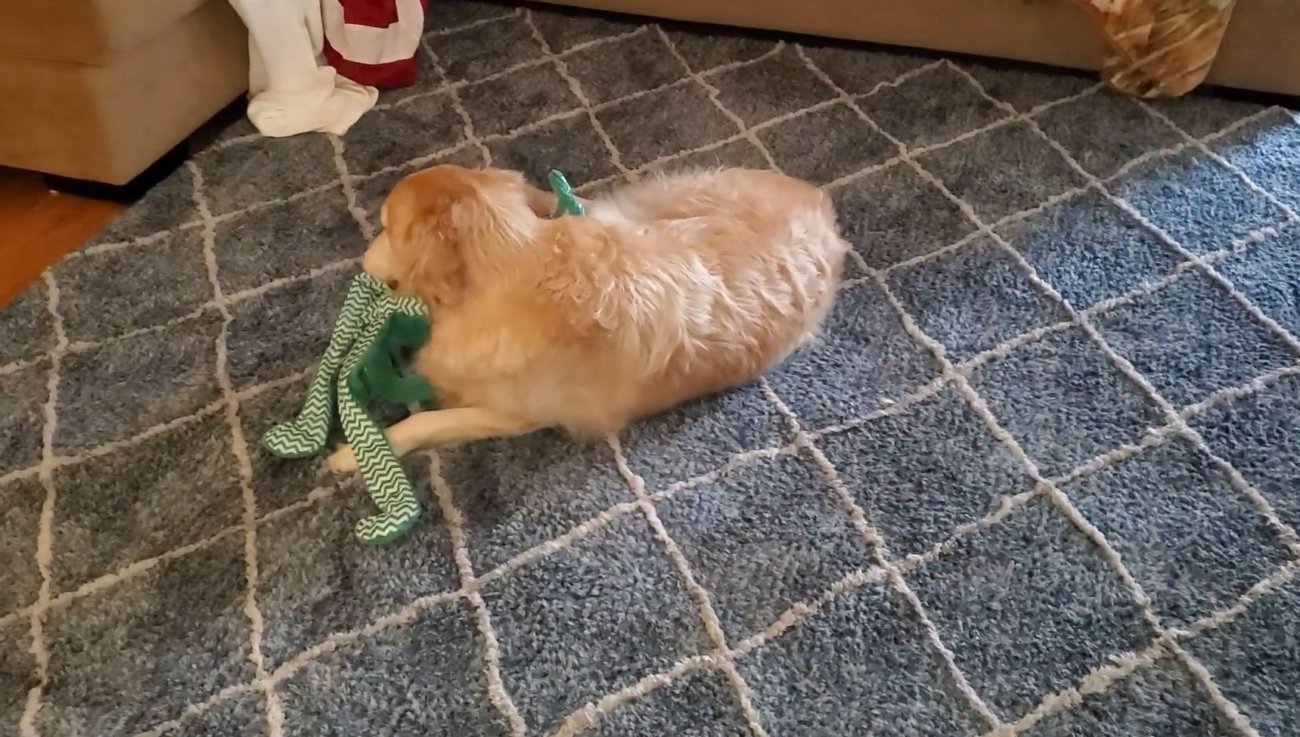 ゴールデンレトリーバー,動画