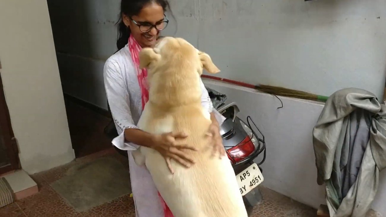 ラブラドールレトリーバー,動画