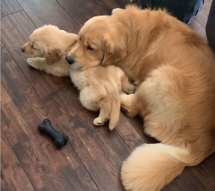 ゴールデンレトリーバー,動画