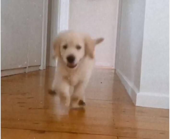 ゴールデンレトリーバー,動画