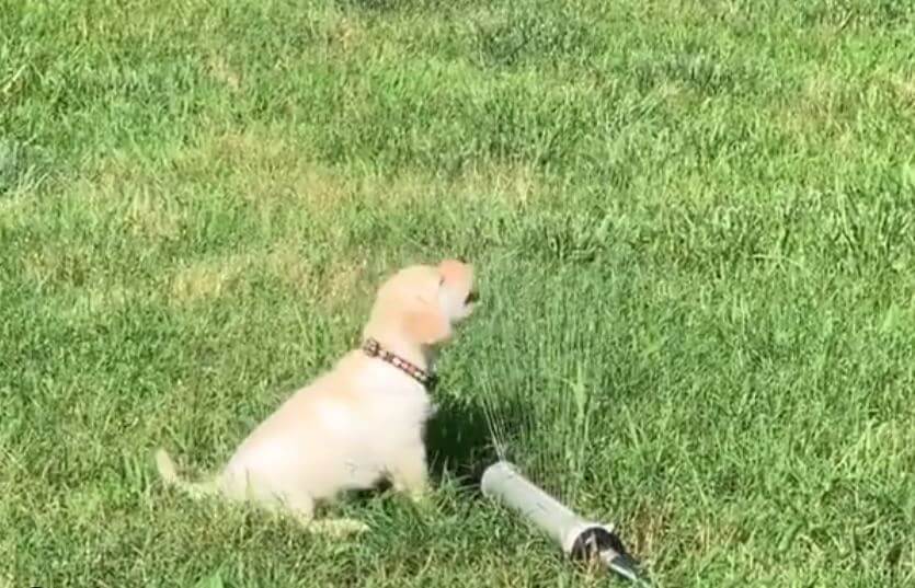 ラブラドールレトリーバー,動画