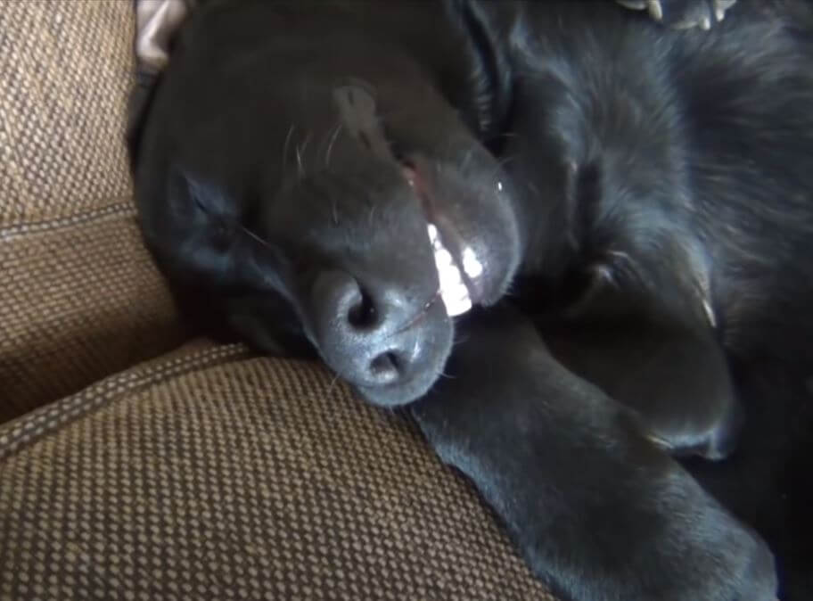 ラブラドールレトリーバー,動画