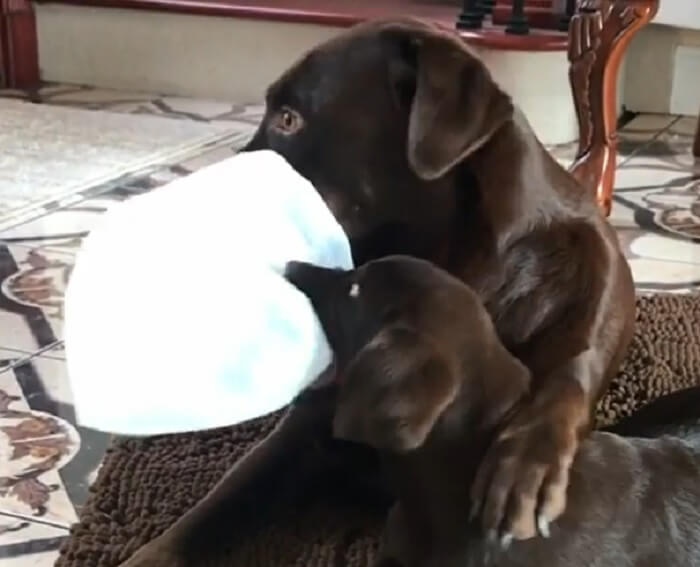 ラブラドールレトリーバー,動画