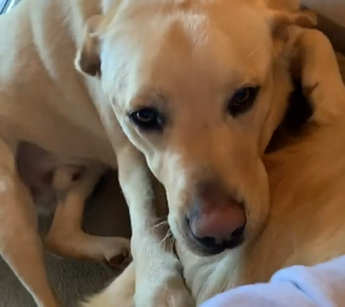 ラブラドールレトリーバー,動画