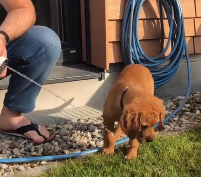 ラブラドールレトリーバー,動画