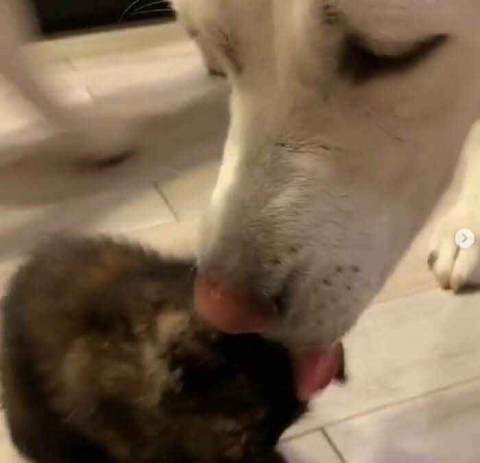 ラブラドールレトリーバー,動画