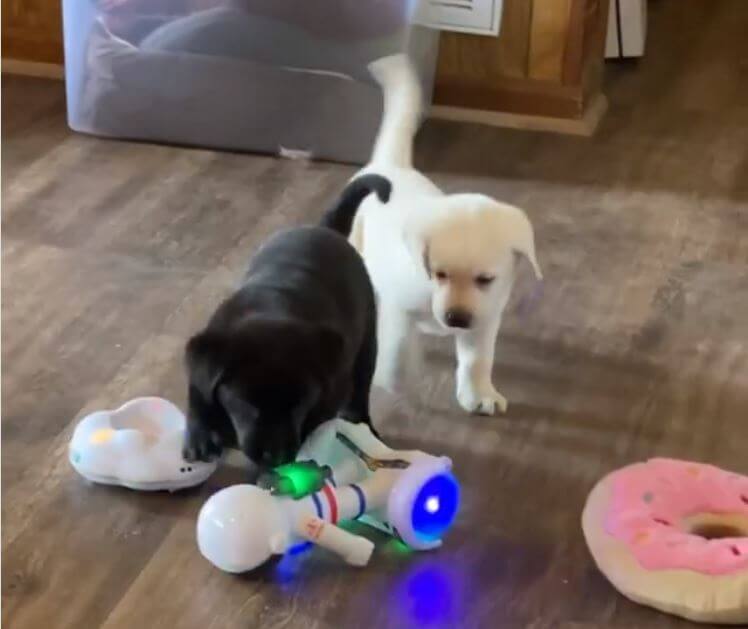 ラブラドールレトリーバー,動画