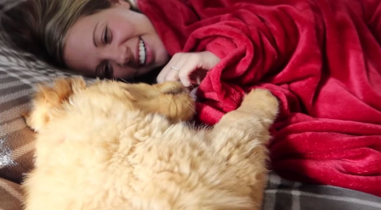 ゴールデンレトリーバー,動画